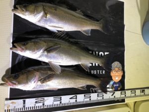 ナイトシーバス