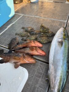 呑ませ　カワハギ