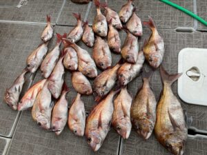 ノッコミ鯛ラバ